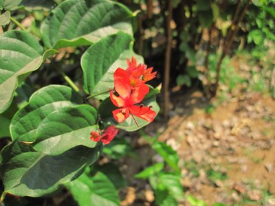 Clerodendrum splendens