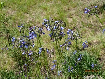 Agapanthus campanulatus, photographed by Peter Warren