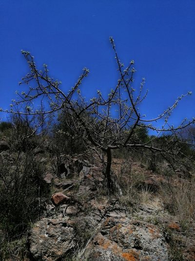 Bursera palmeri, photographed by Erick Vélez Sánchez