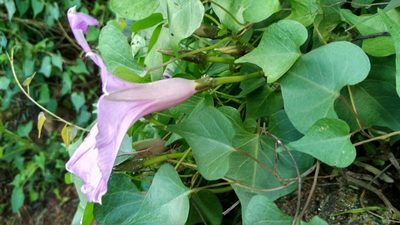 Ipomoea lozanii, photographed by Guillermo Huerta Ramos