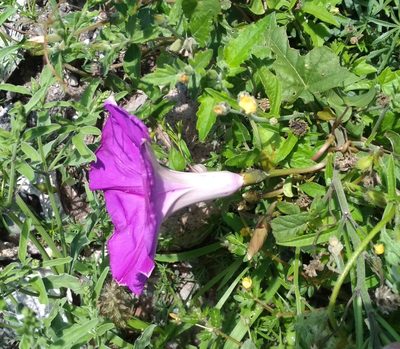 Ipomoea lozanii, photographed by Guillermo Huerta Ramos