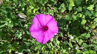 Ipomoea lozanii, photographed by Guillermo Huerta Ramos