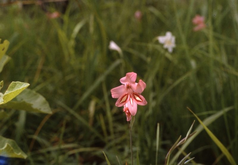 Gladiolus oligophlebius, photographed by William Stephens
