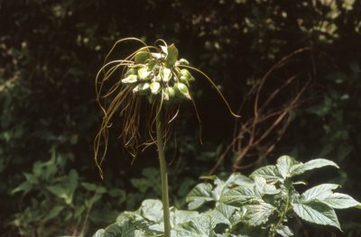 Tacca leontopetaloides, photographed by William Stephens