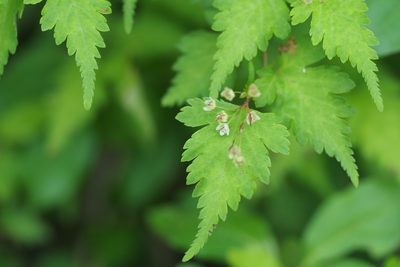 Neillia incisa, photographed by harum.koh