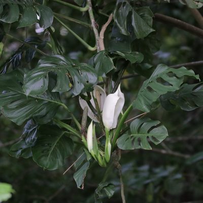 Monstera adansonii, photographed by Aitor