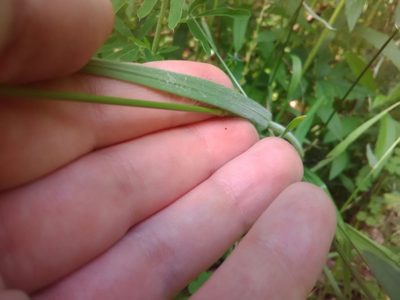 Bromus arvensis, photographed by C.