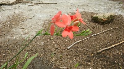 Freesia laxa, photographed by Bahiano Ayala