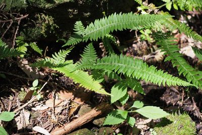 Polystichum tripteron, photographed by harum.koh