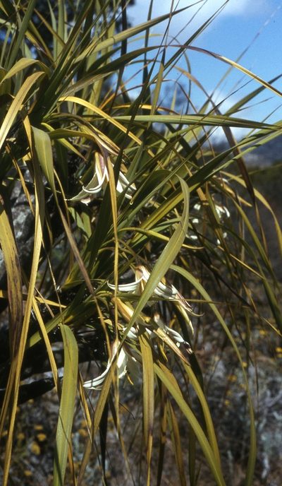 Xerophyta splendens, photographed by William Stephens