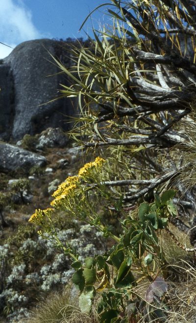 Xerophyta splendens, photographed by William Stephens