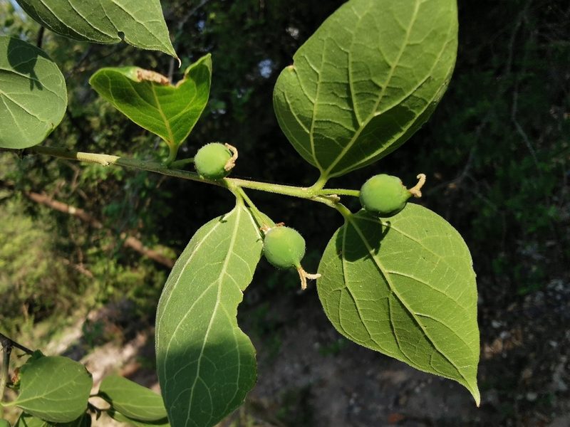Celtis caudata, photographed by Juan Carlos Pérez Magaña