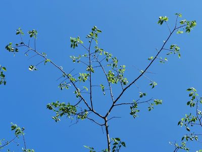 Celtis caudata, photographed by Juan Carlos Pérez Magaña