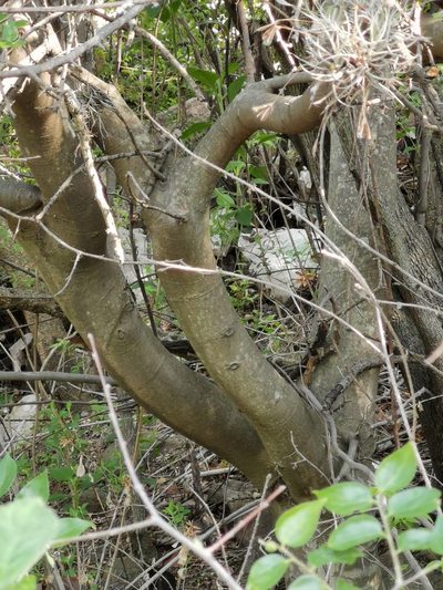 Celtis caudata, photographed by Juan Carlos Pérez Magaña