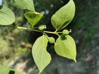 Celtis caudata, photographed by Juan Carlos Pérez Magaña