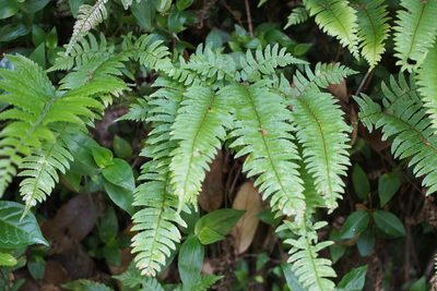Polystichum tripteron, photographed by harum.koh