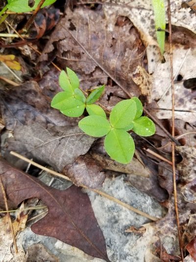 Trifolium calcaricum, photographed by Guy Babineau