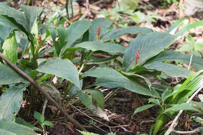 Alpinia japonica, photographed by harum.koh