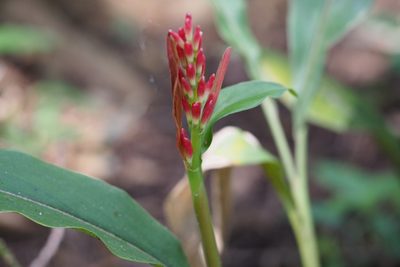 Alpinia japonica, photographed by harum.koh
