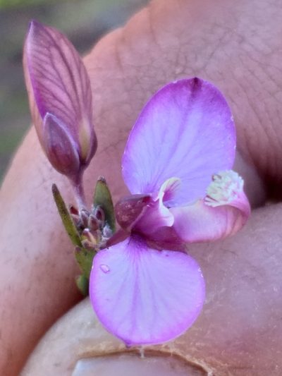 Polygala wittebergensis, photographed by kevin koen