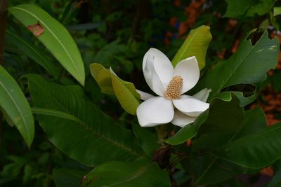 Magnolia sharpii, photographed by Neptalí Ramírez Marcial
