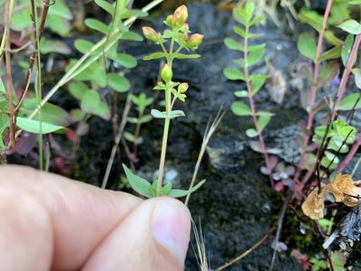 Hypericum scouleri, photographed by davidbroadland
