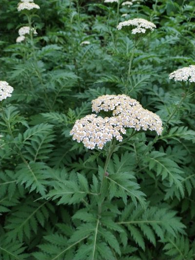 Tanacetum macrophyllum, photographed by Angelika Baumann