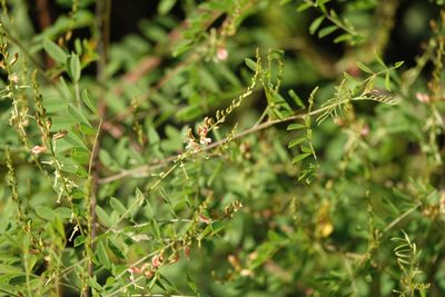 Indigofera caroliniana, photographed by Claire Herzog
