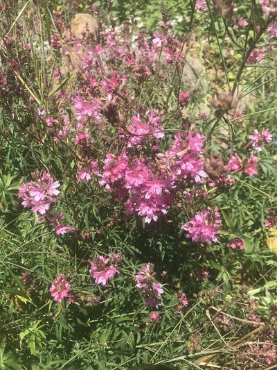 Sidalcea nelsoniana, photographed by Michael O'Loughlin