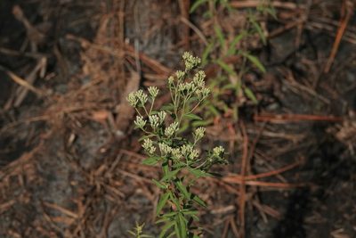 Eupatorium mohrii, photographed by Claire Herzog