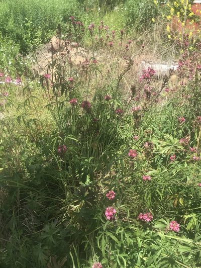 Sidalcea nelsoniana, photographed by Michael O'Loughlin