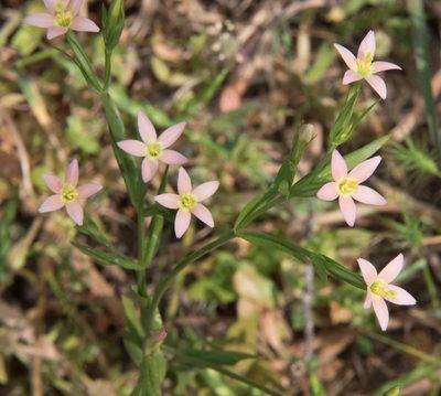 Centaurium bianoris, photographed by Don Loarie