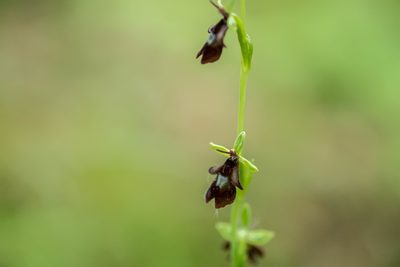 Ophrys insectifera, photographed by Enrico Tomschke