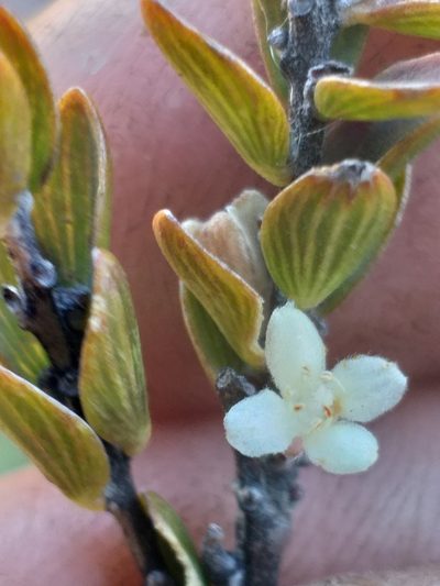 Lachnaea ruscifolia, photographed by kevin koen