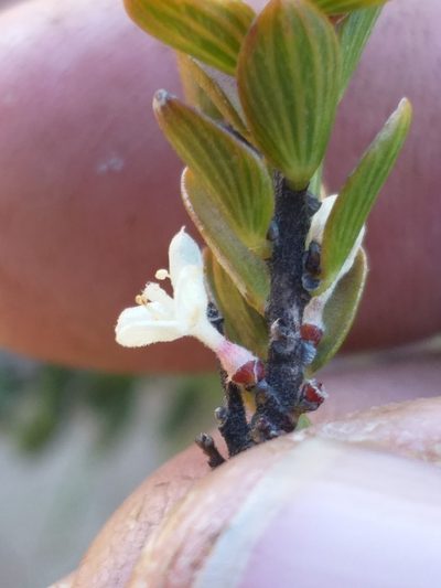 Lachnaea ruscifolia, photographed by kevin koen