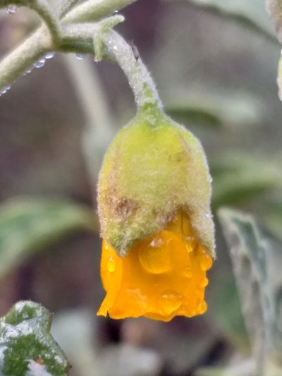 Hermannia incana, photographed by kevin koen