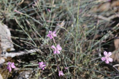 Dianthus lusitanus, photographed by Sandy Rae