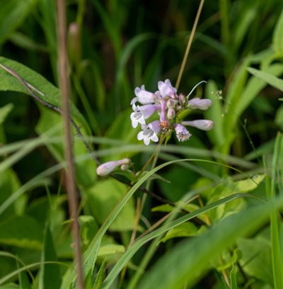Penstemon calycosus, photographed by threelark