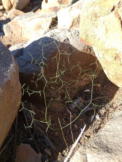 Schizobasis intricata, photographed by kevin koen