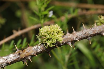 Rubus horrefactus, photographed by Stephen James McWilliam