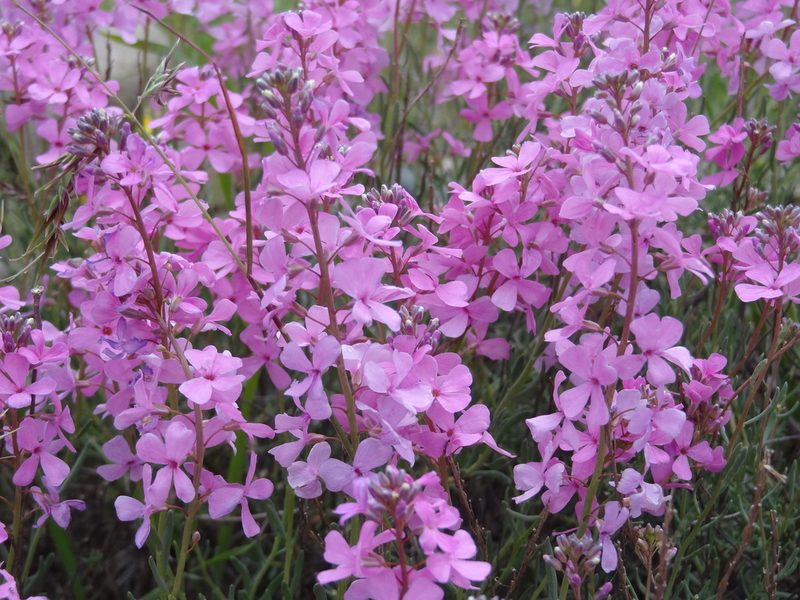 Aethionema grandiflorum, photographed by agosti