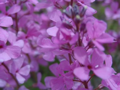 Aethionema grandiflorum, photographed by agosti