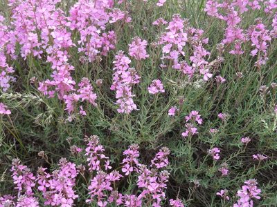 Aethionema grandiflorum, photographed by agosti