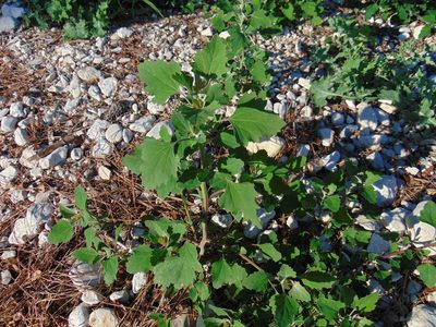 Chenopodium opulifolium