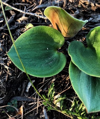 Eriospermum capense, photographed by David Rosenthal