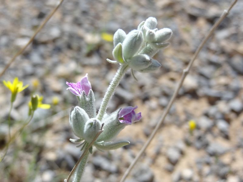 Stachys inflata, photographed by agosti