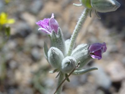 Stachys inflata, photographed by agosti