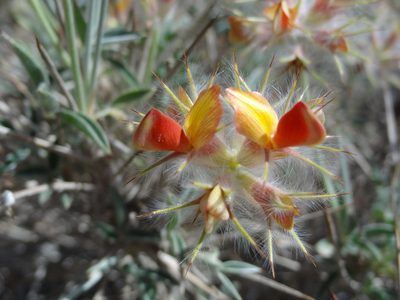 Ebenus stellata, photographed by agosti