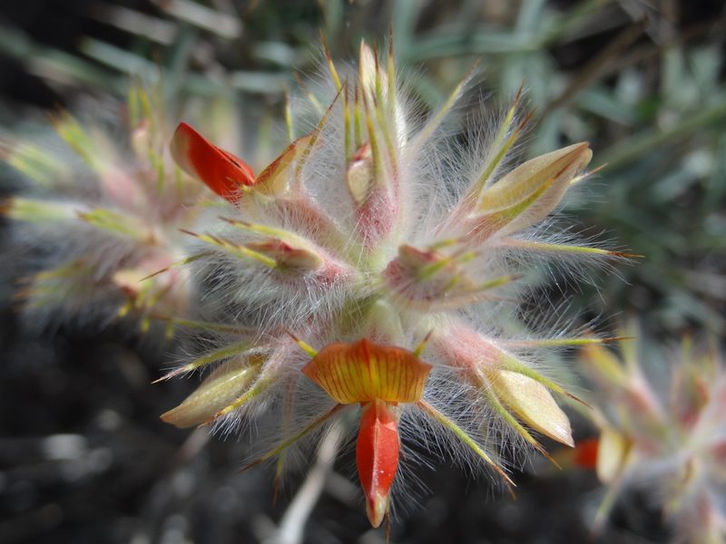 Ebenus stellata, photographed by agosti