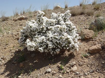 Convolvulus leiocalycinus, photographed by agosti